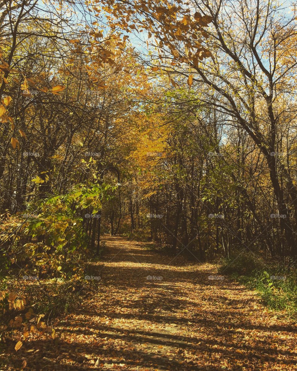 Fall trail 
