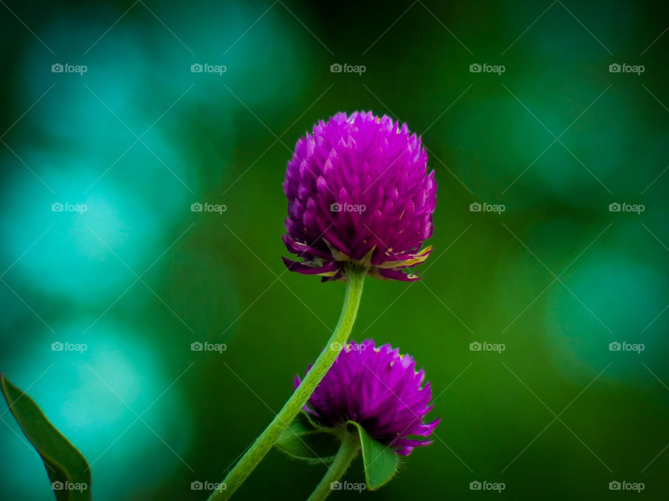 purple flower.