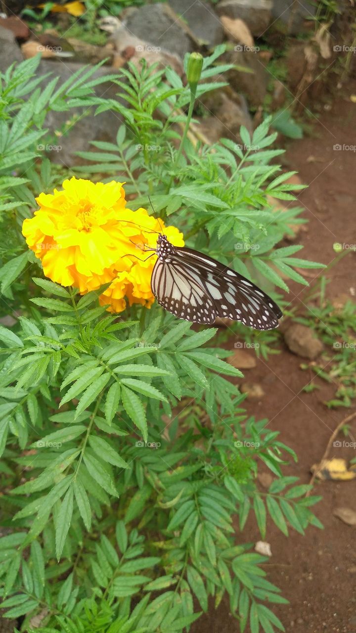 Beautiful butterfly perched on a blooming flower