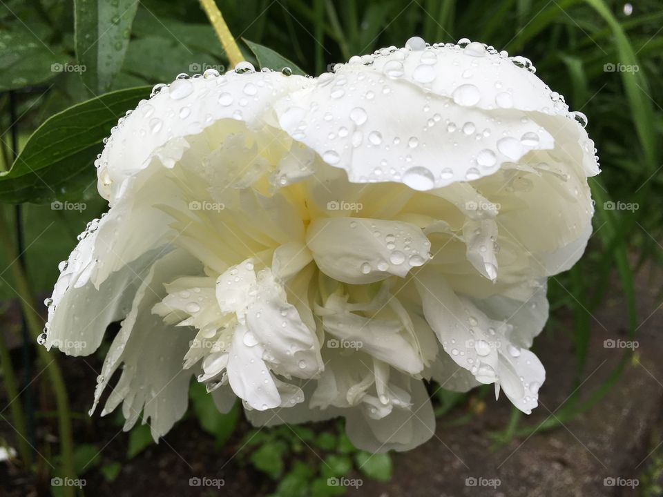 drooping flower with rain drops on petals 
