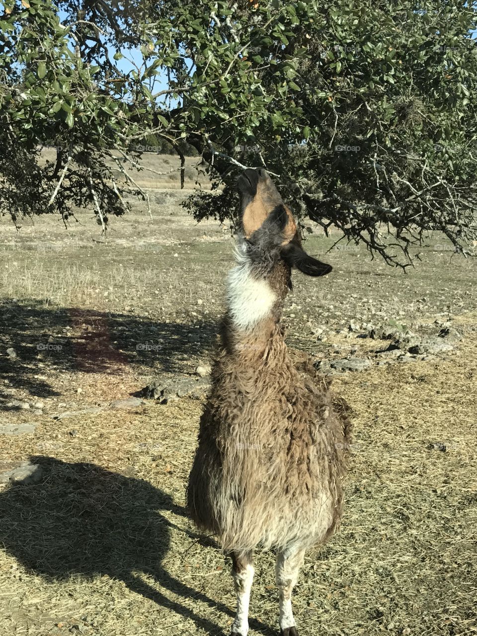 Natural Bridge Wildlife Ranch in San Antonio, TX