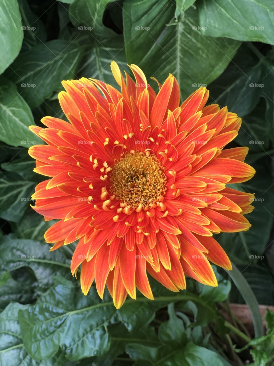Gerbera