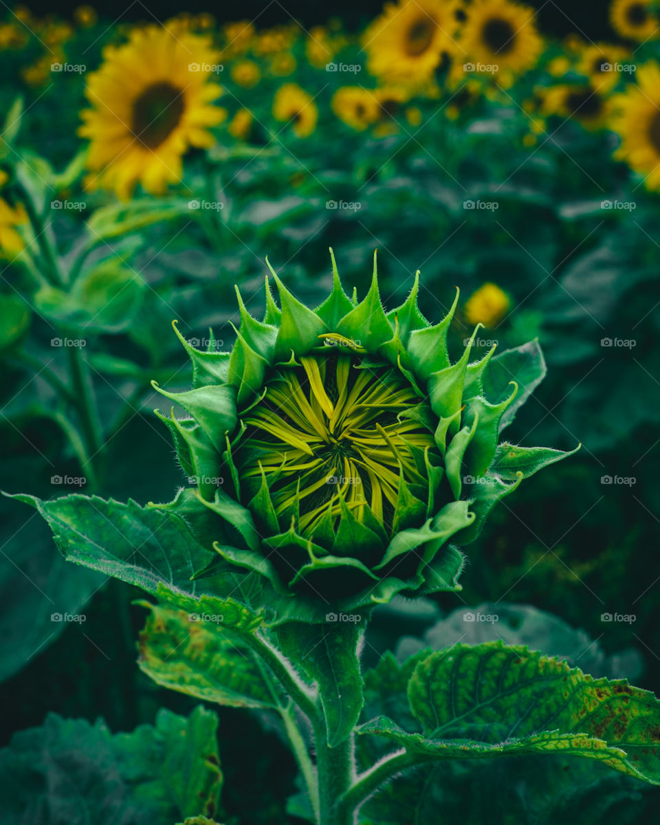 Sunflower waiting to bloom