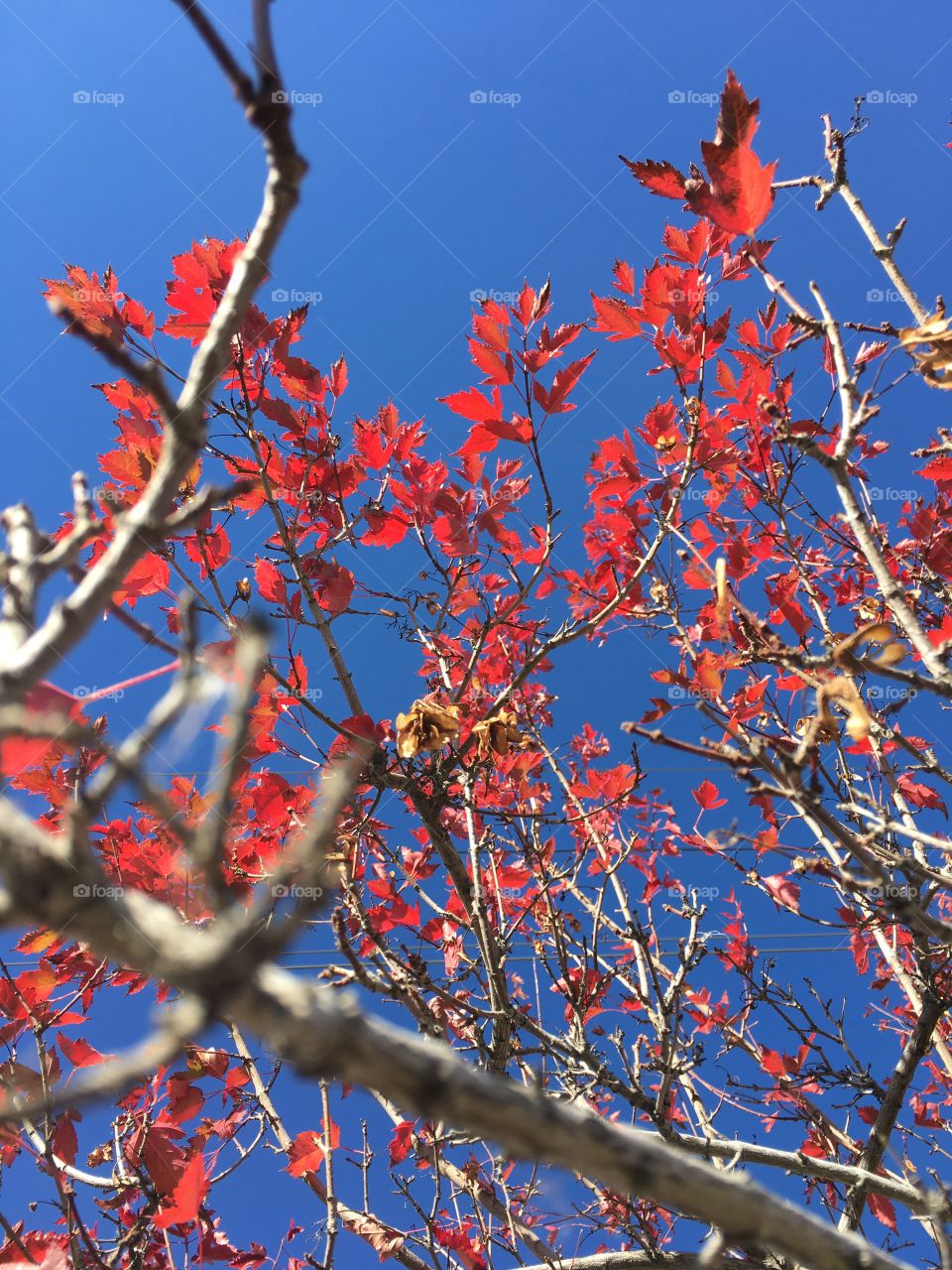 Red leaves.