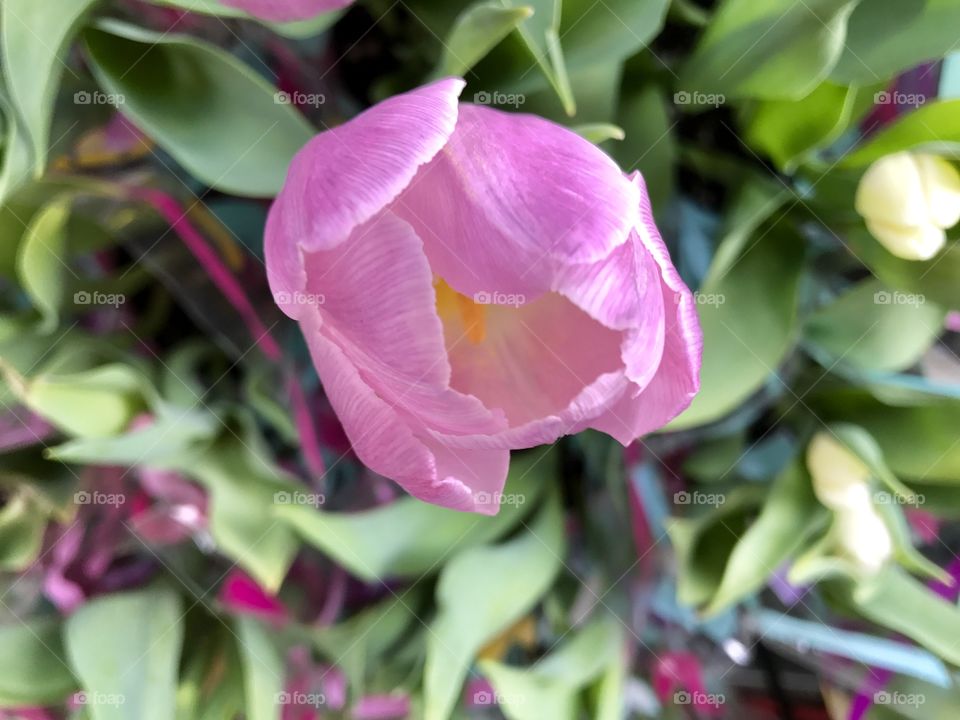 Tulips at the market 