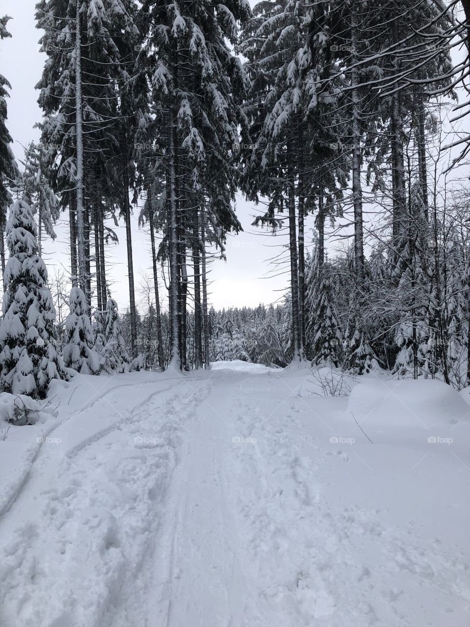Snowy path in the forest 