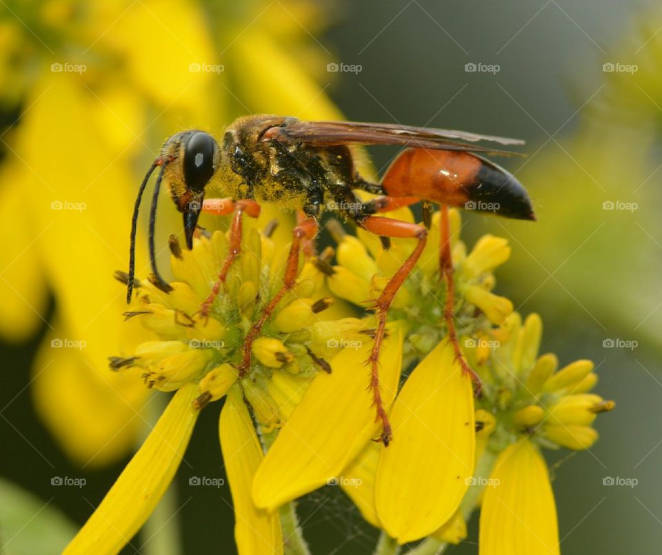 wasp on yellow flower