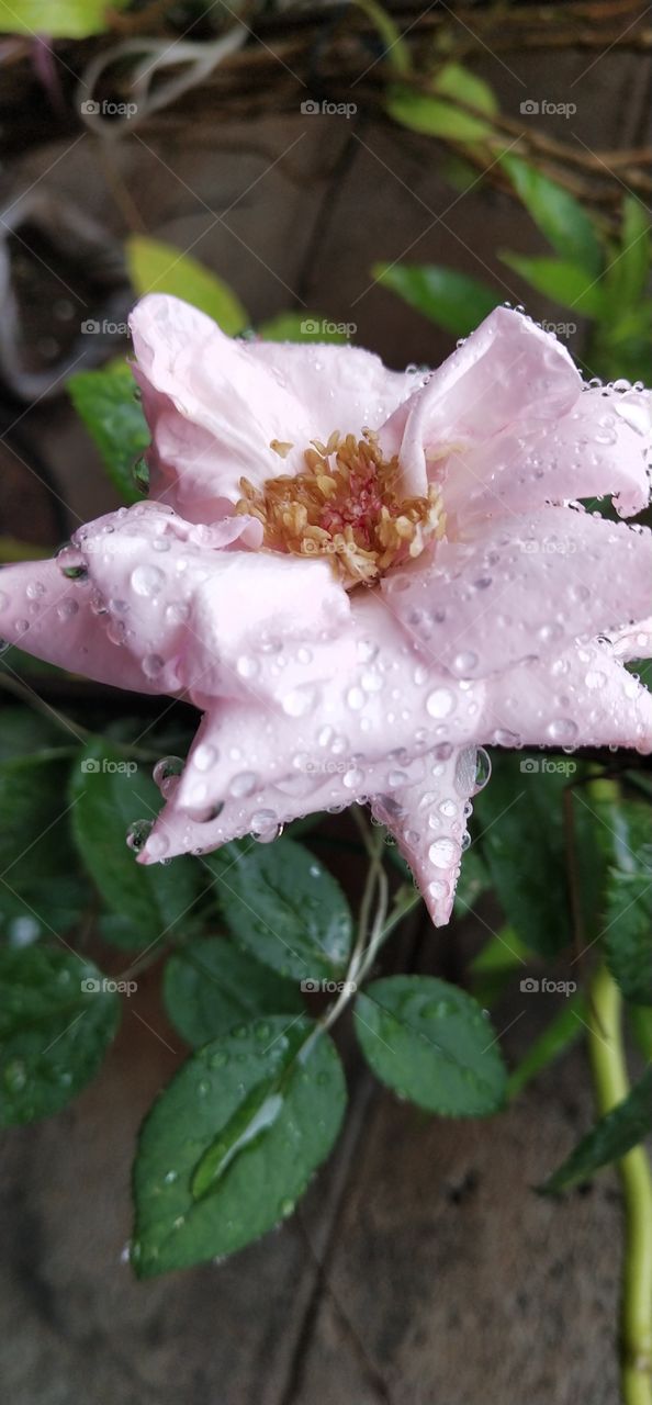 rainey rose flower with rain