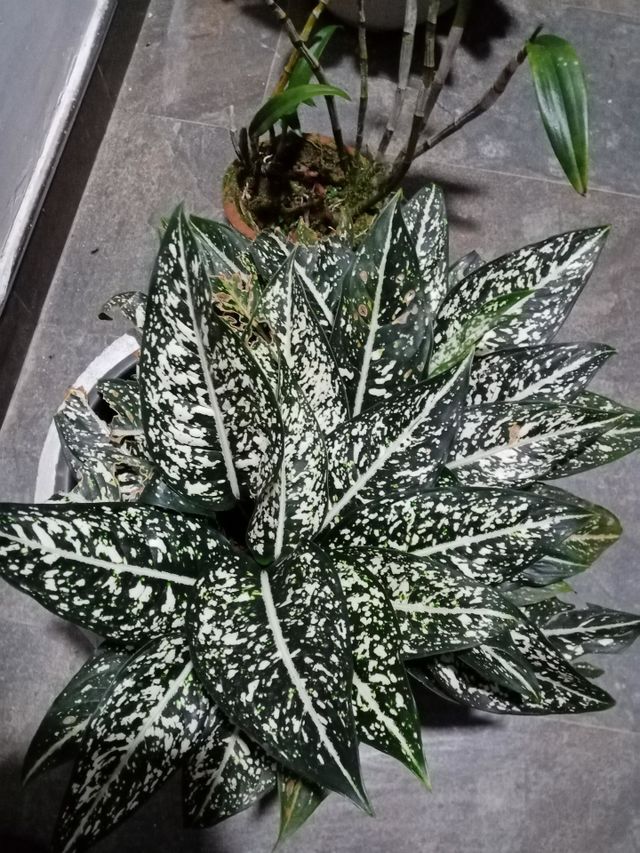 My home garden flowers