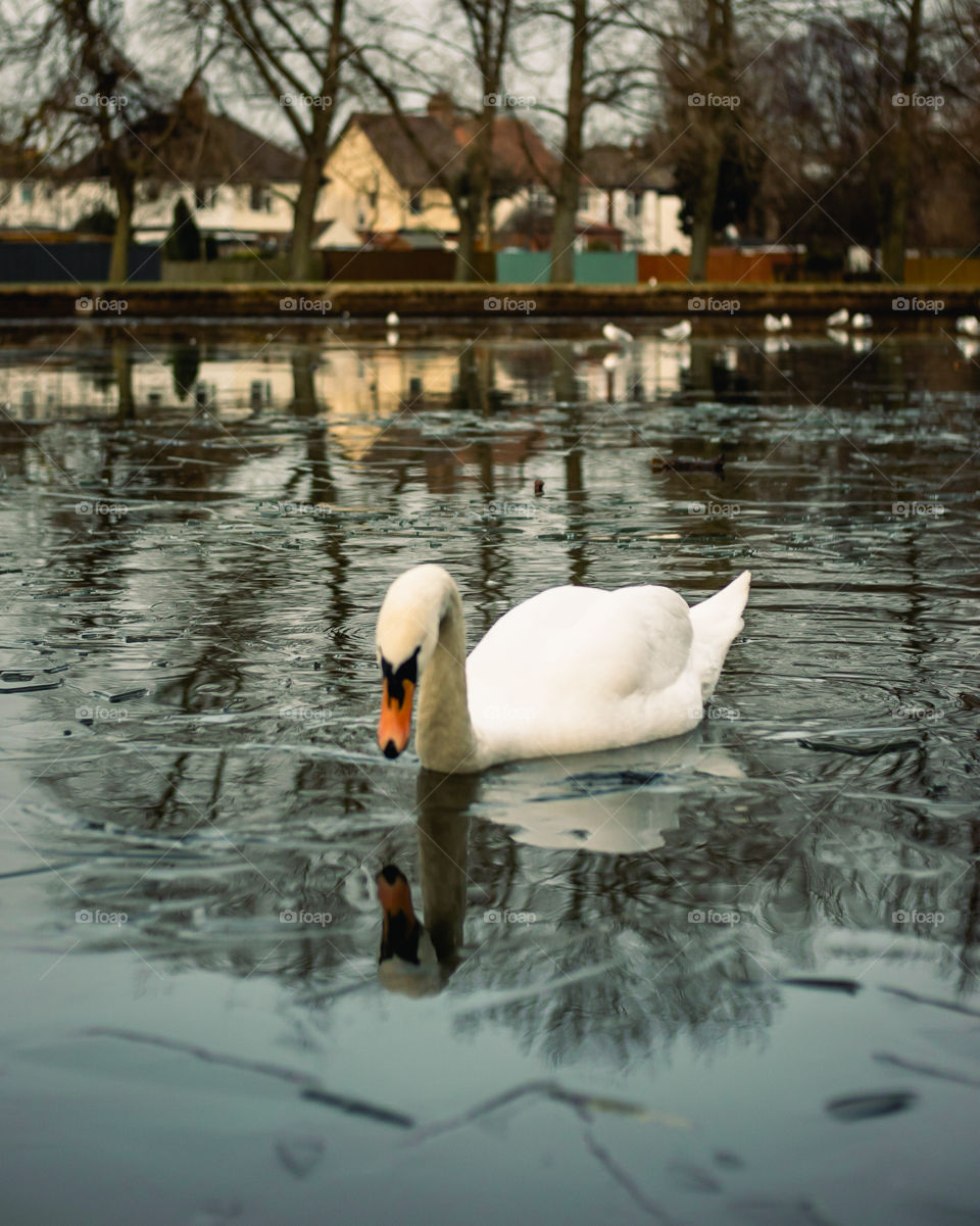 A lone swan and reflection in icy lake water 