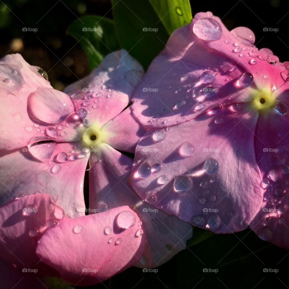 Morning Dew in pink flowers