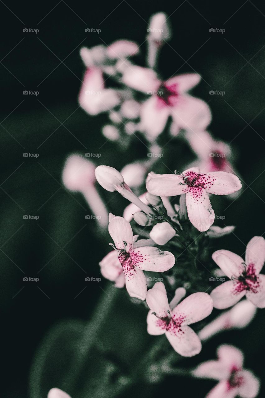 sprig with flowers in a stylish design