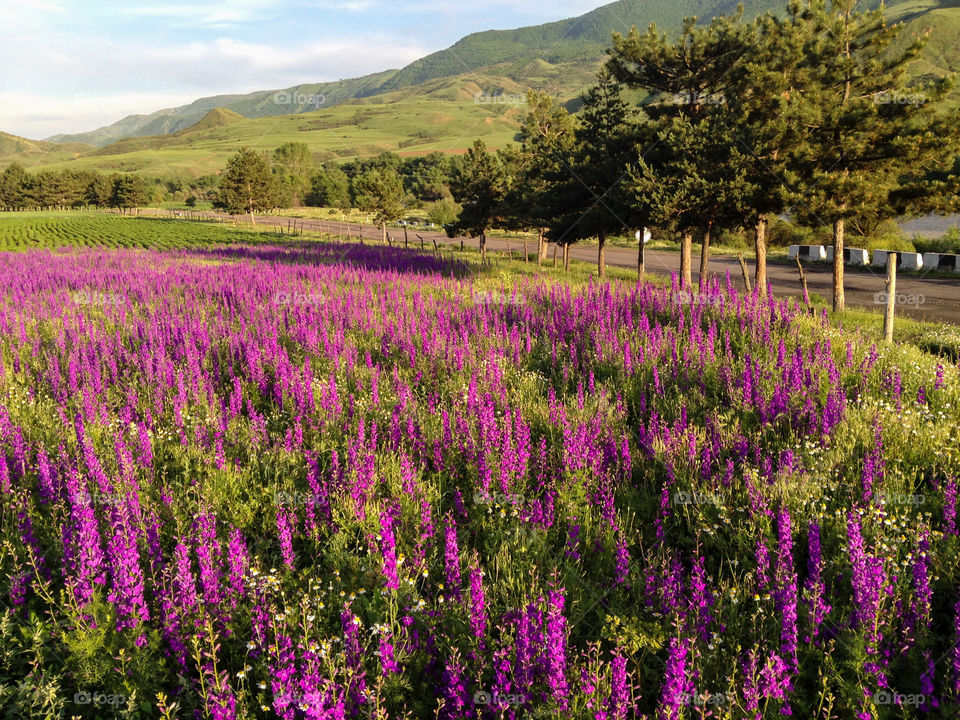 Violet flowers in the Caucasus mountains, Georgia