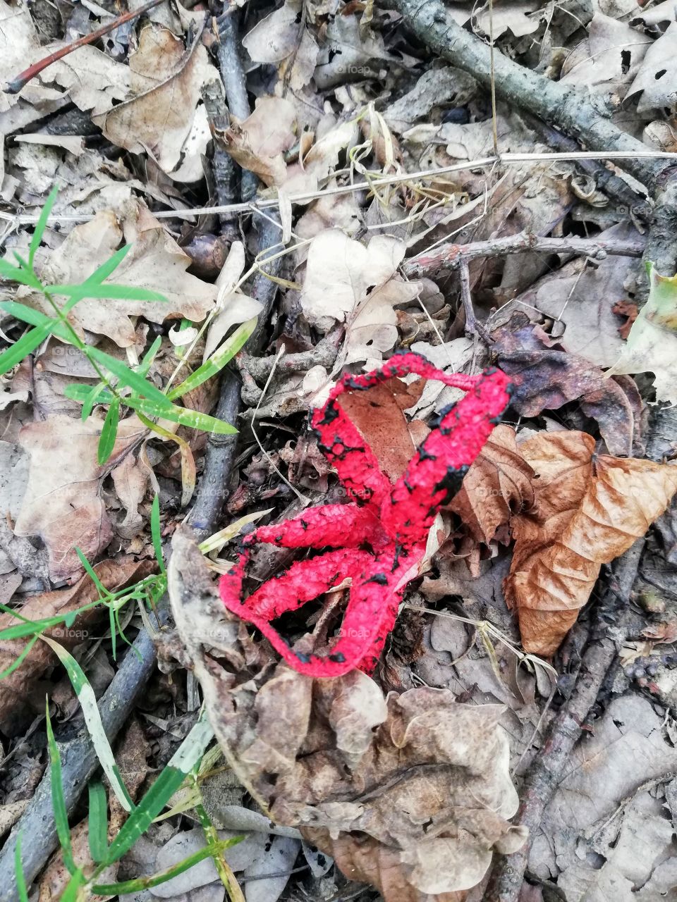 Okratek australijski