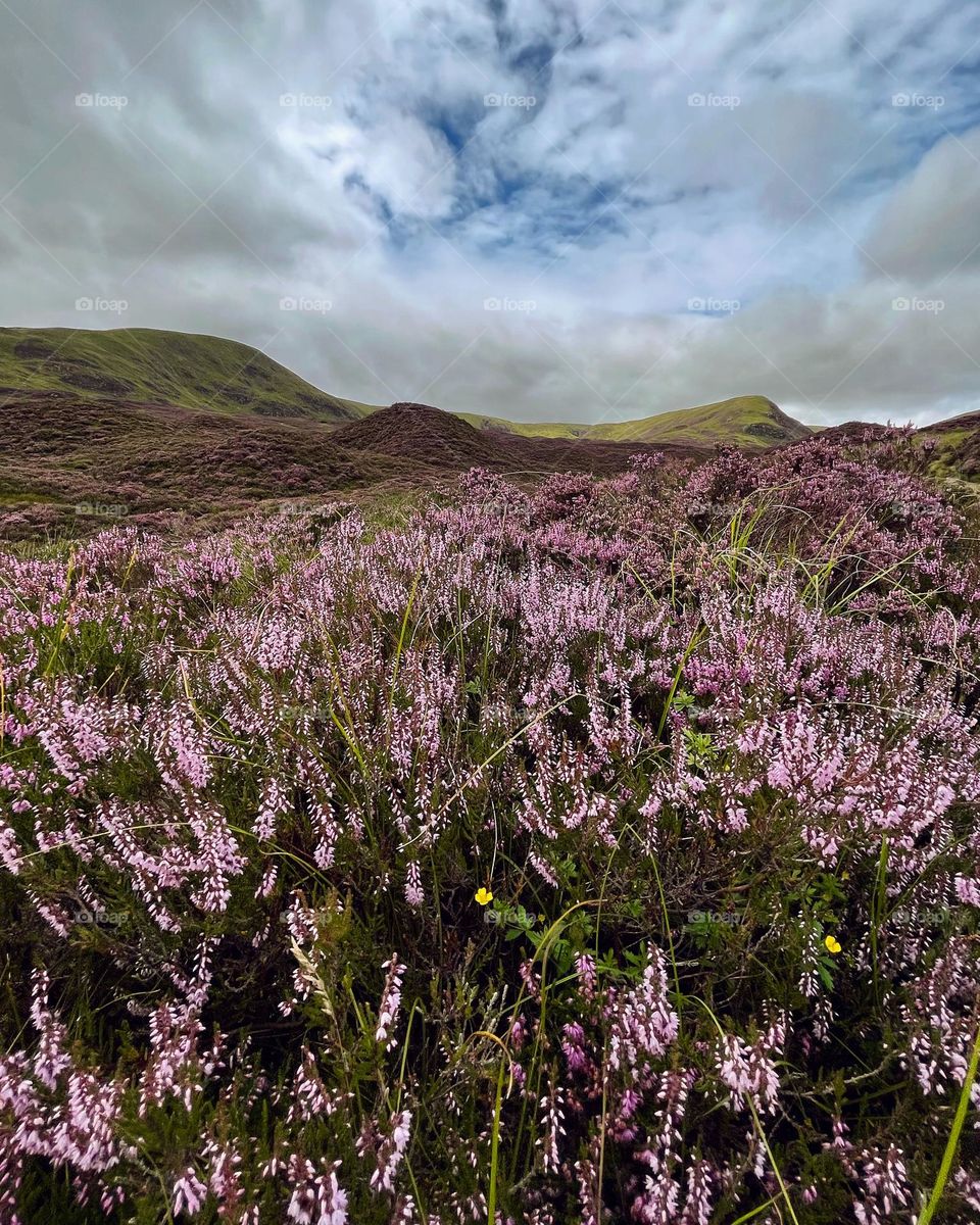 Heather in the hills
