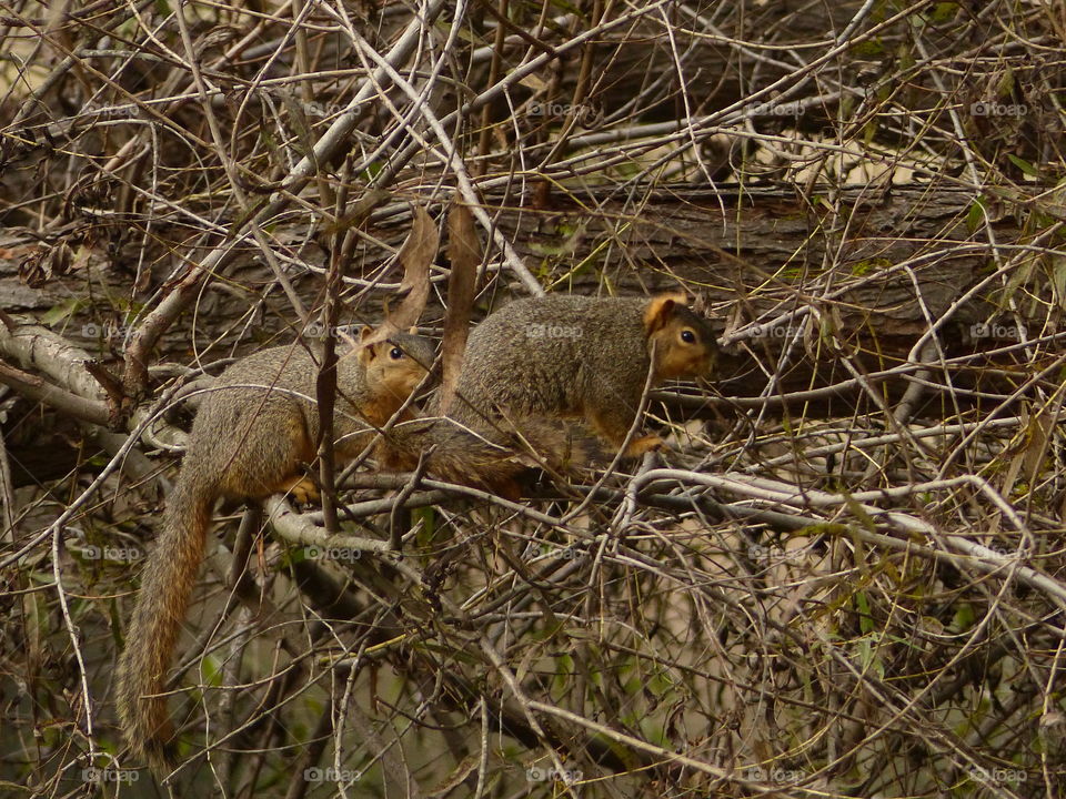 Two squirrels in a row 