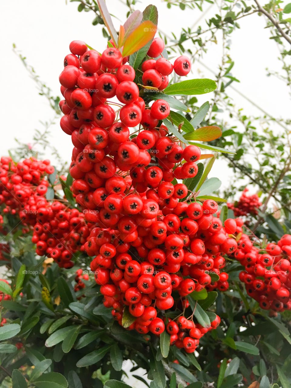 Red something. I don't know the name~~