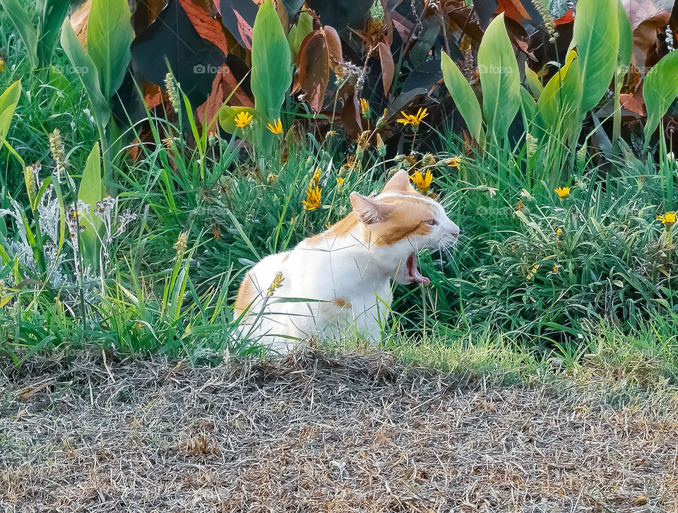 A cat in the garden like a lion in its kingdom!