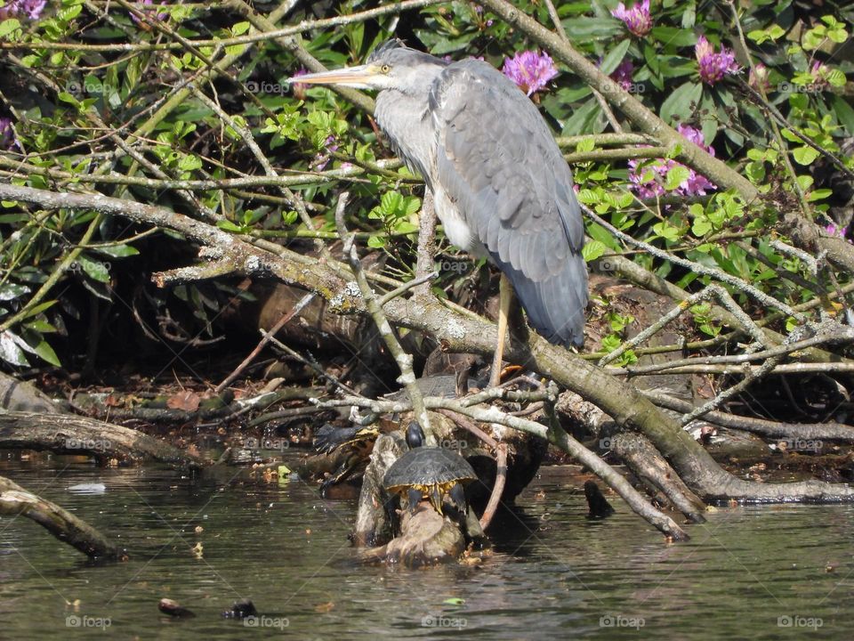 Heron and terrapin’s 