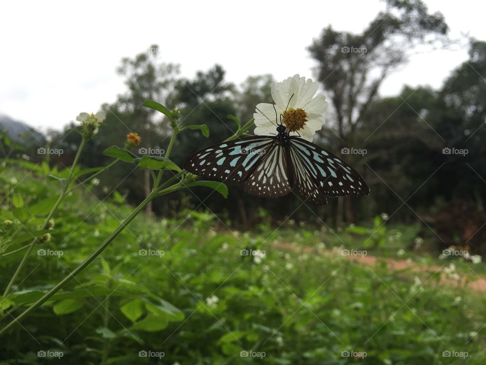 Butterfly