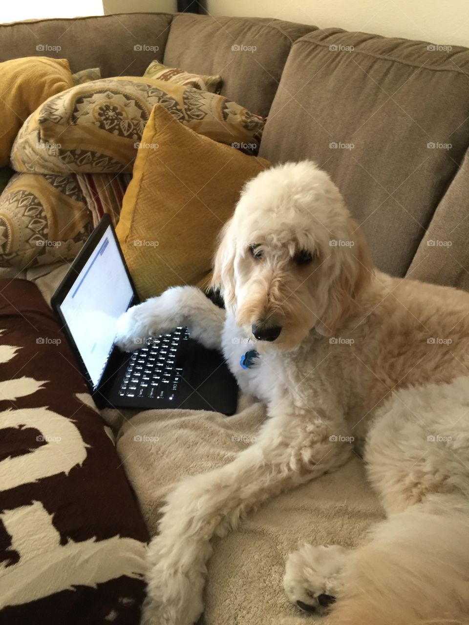 Goldendoodle Dog working from home
