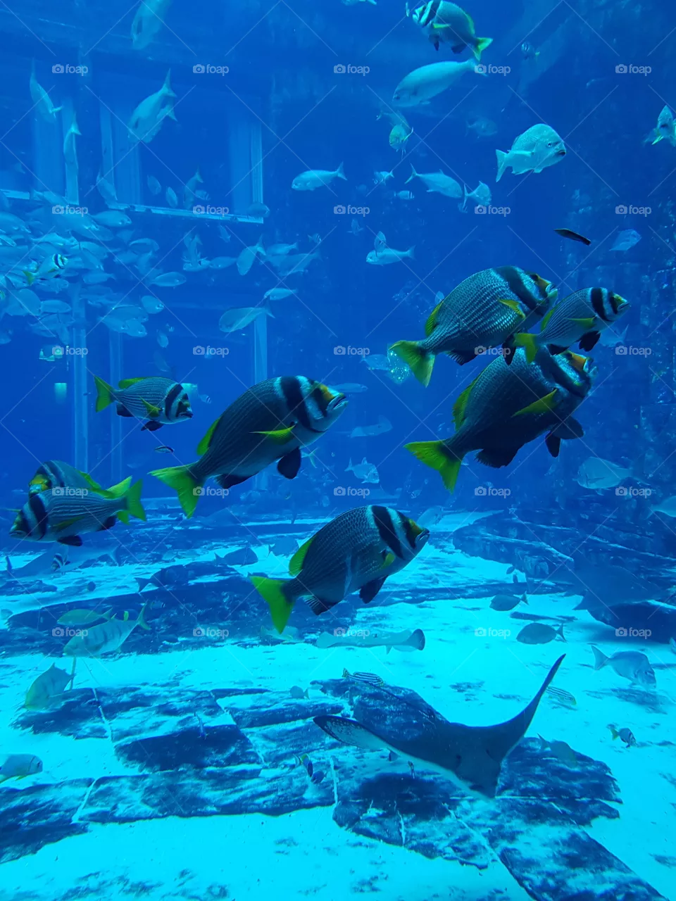 Fische🐠💧