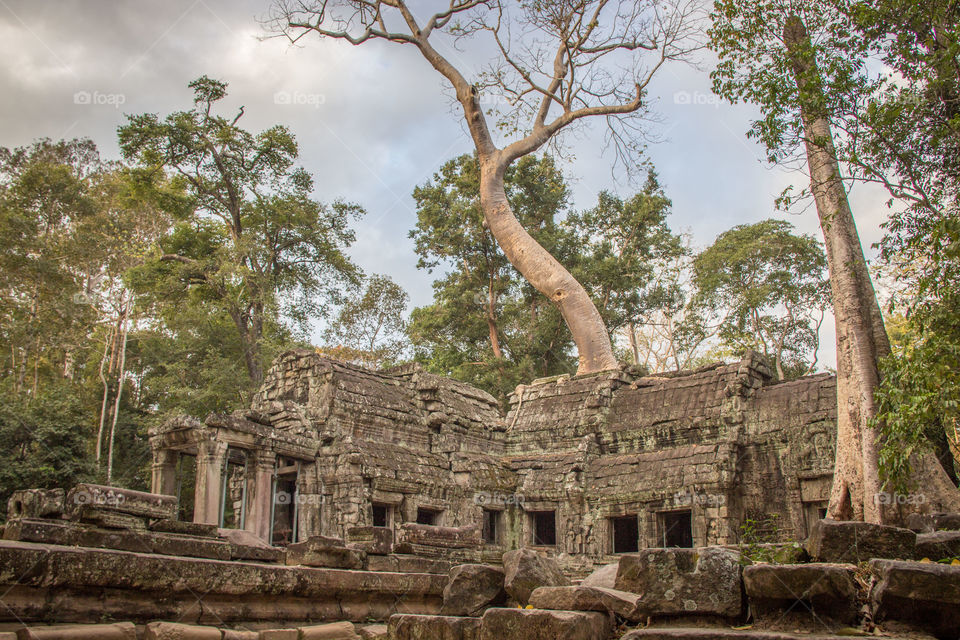 Ta Phrom tree