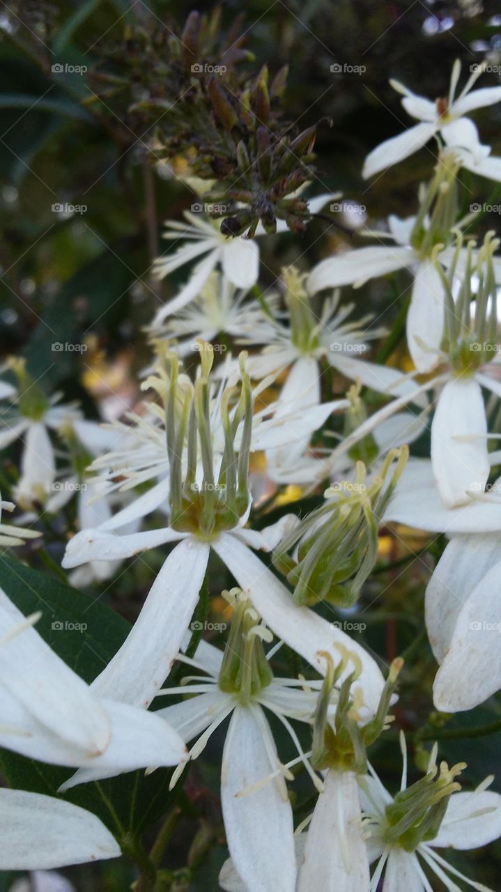 Nature, Flower, No Person, Leaf, Summer