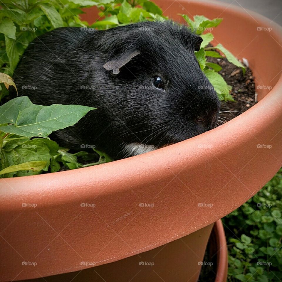 Guinea Pig in a Flower Pot