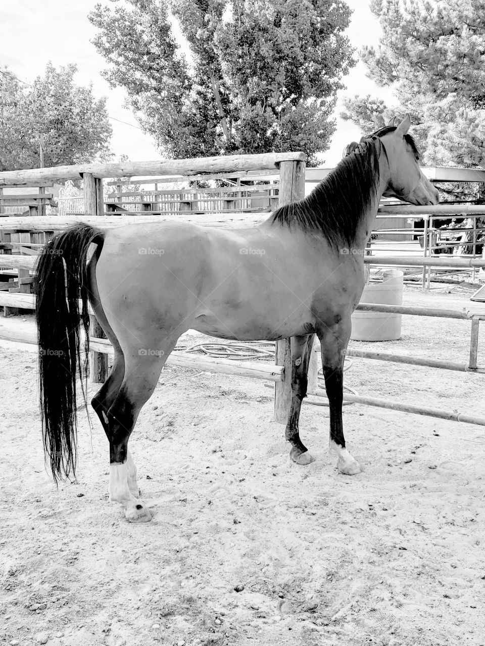 Arabian horse black and white full body
