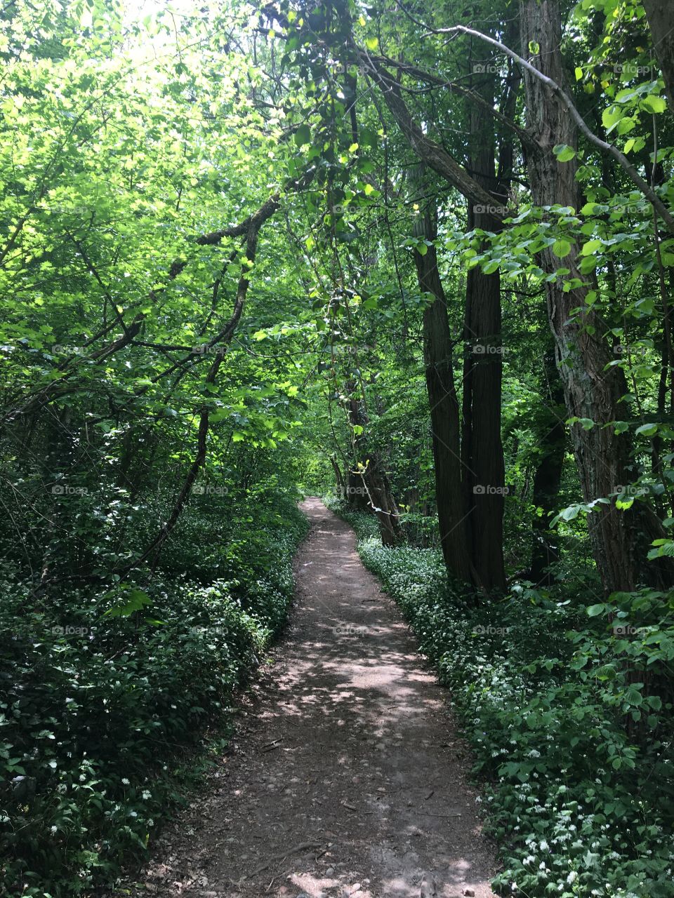 Springtime in forest