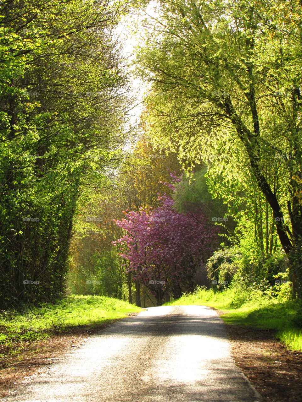 green arch