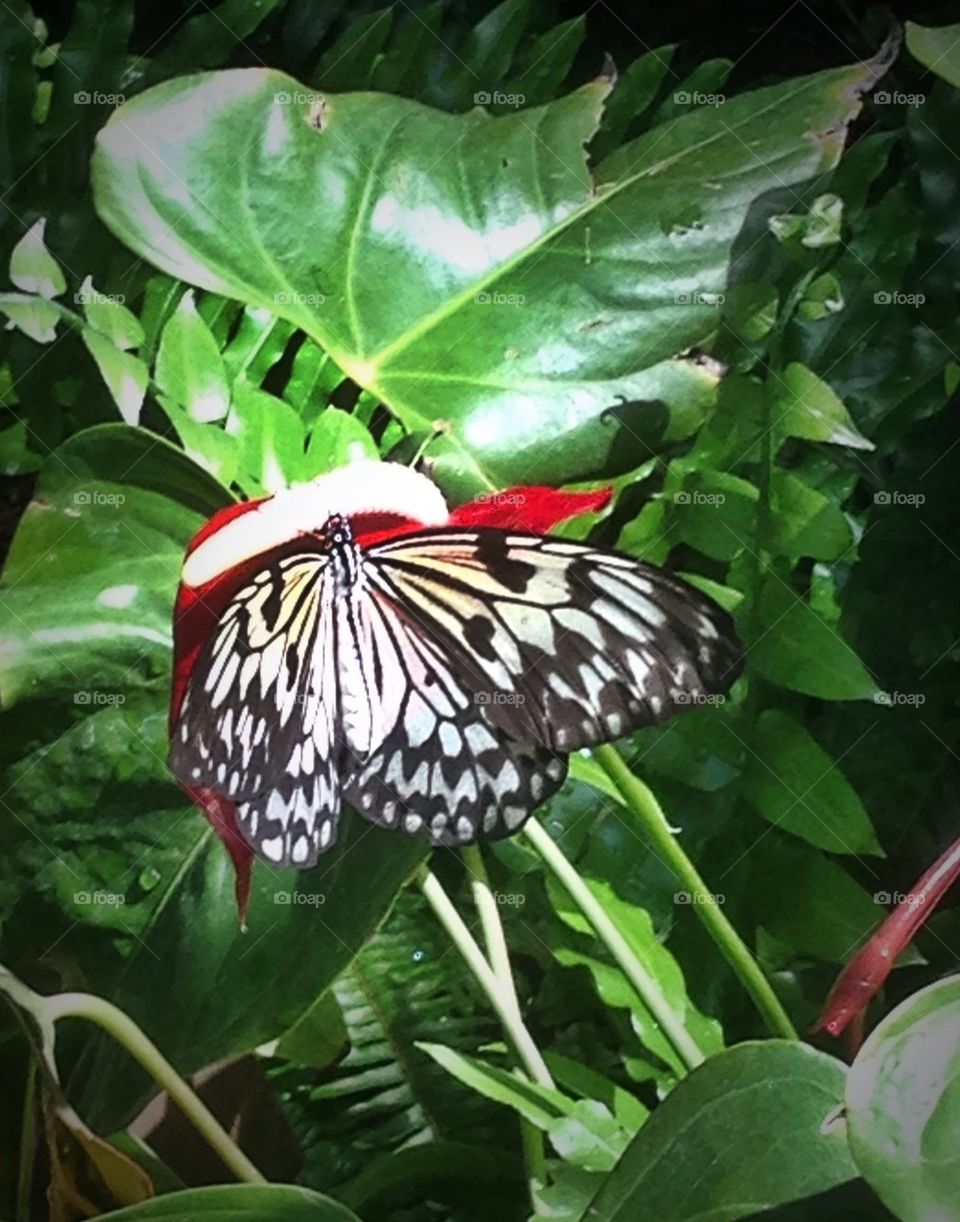 Butterfly