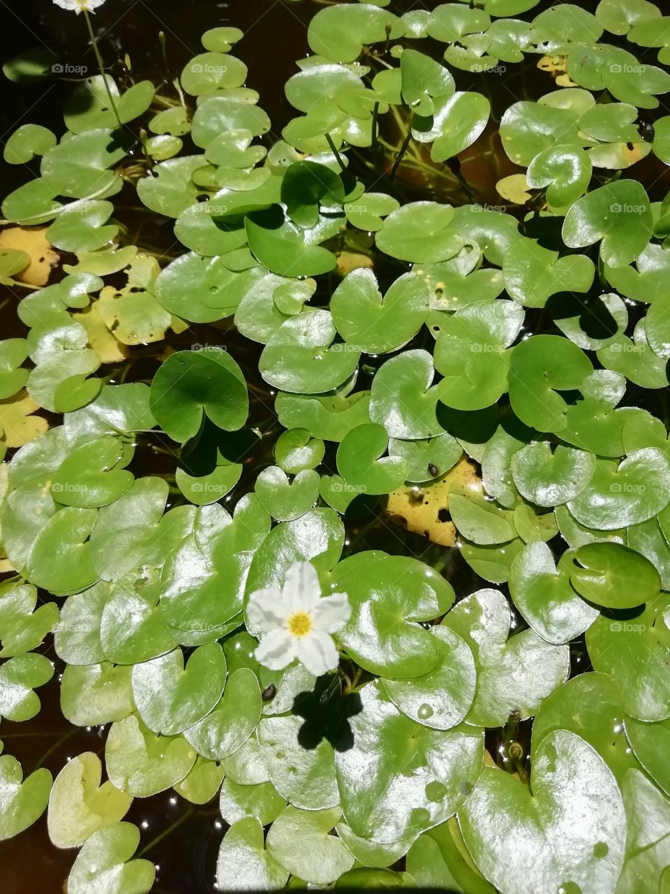 Random clicks # water plant