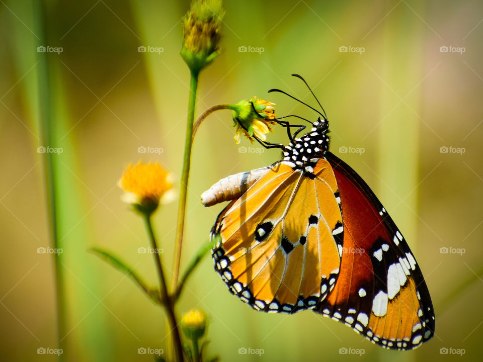 Nectaring is so important proccess in nature.
Plain tiger Butterfly nectaring on flower.