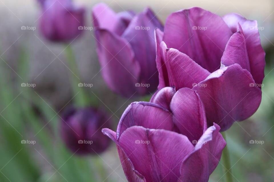 Lila Tulpen - violett flowers
