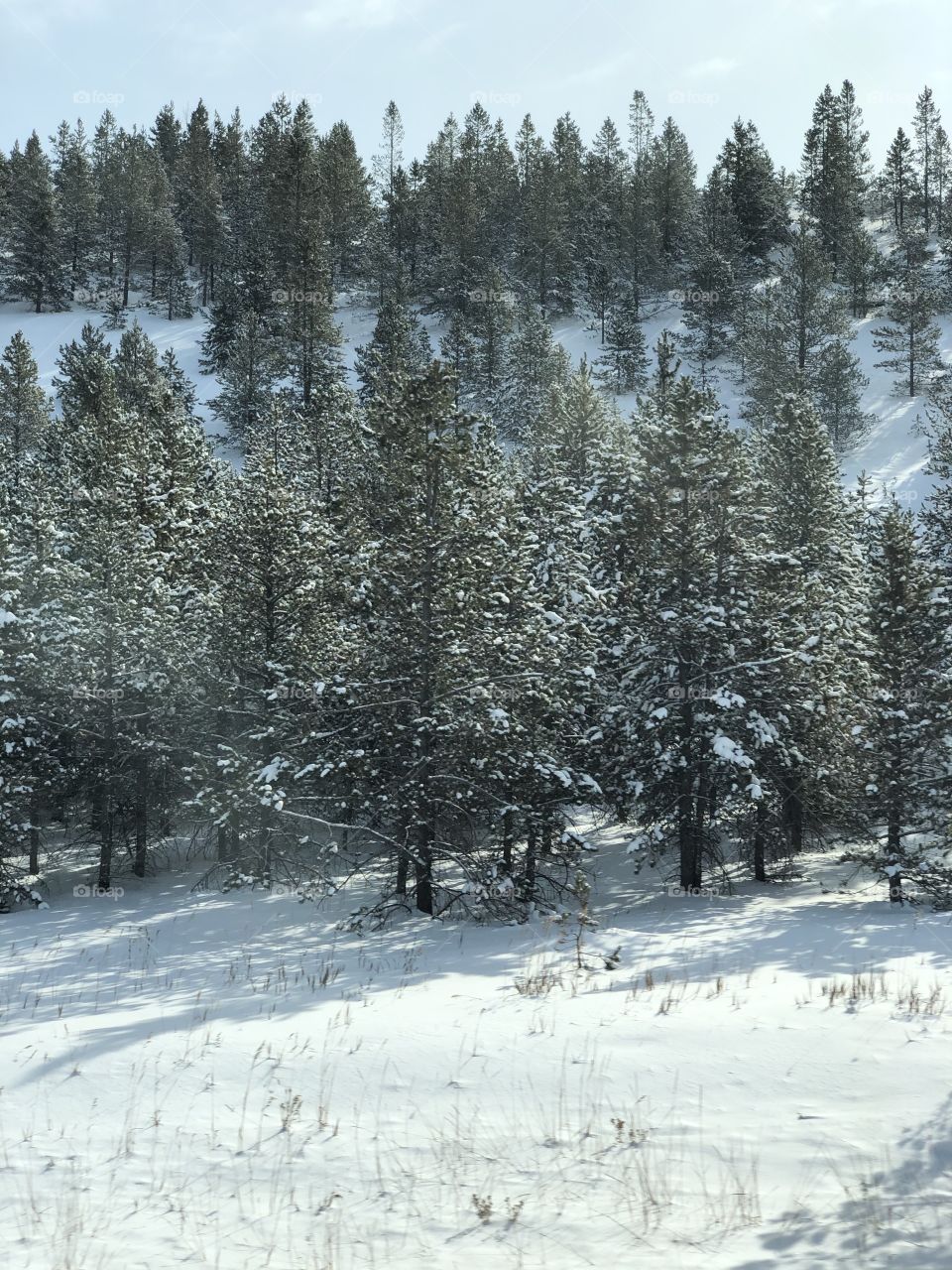 Snow covered pine trees in the valleys of the mountains.