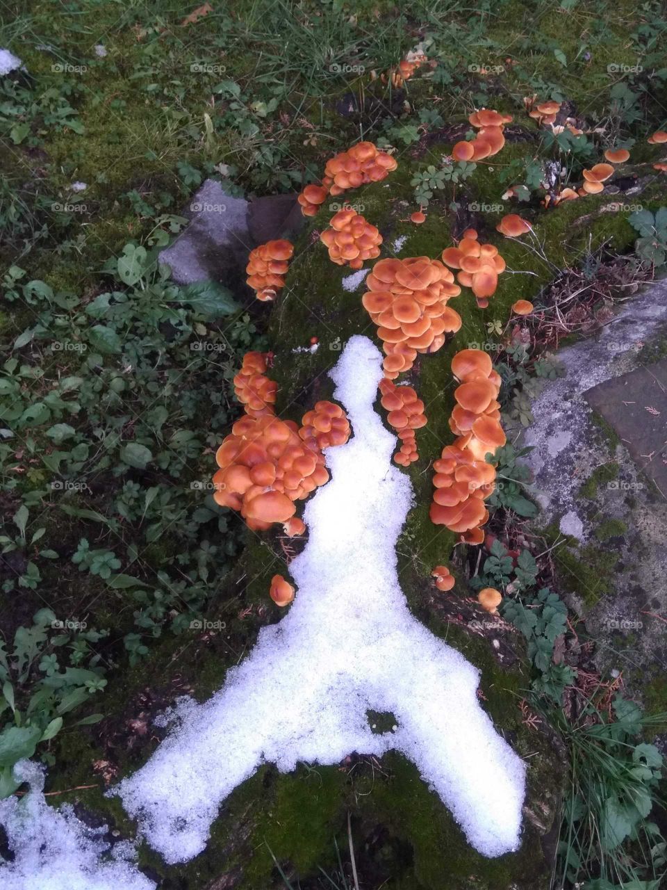 Mushrooms in the snow