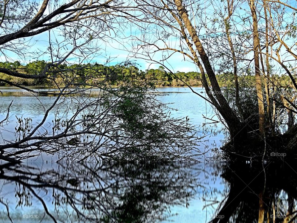 Tree reflected in a lake