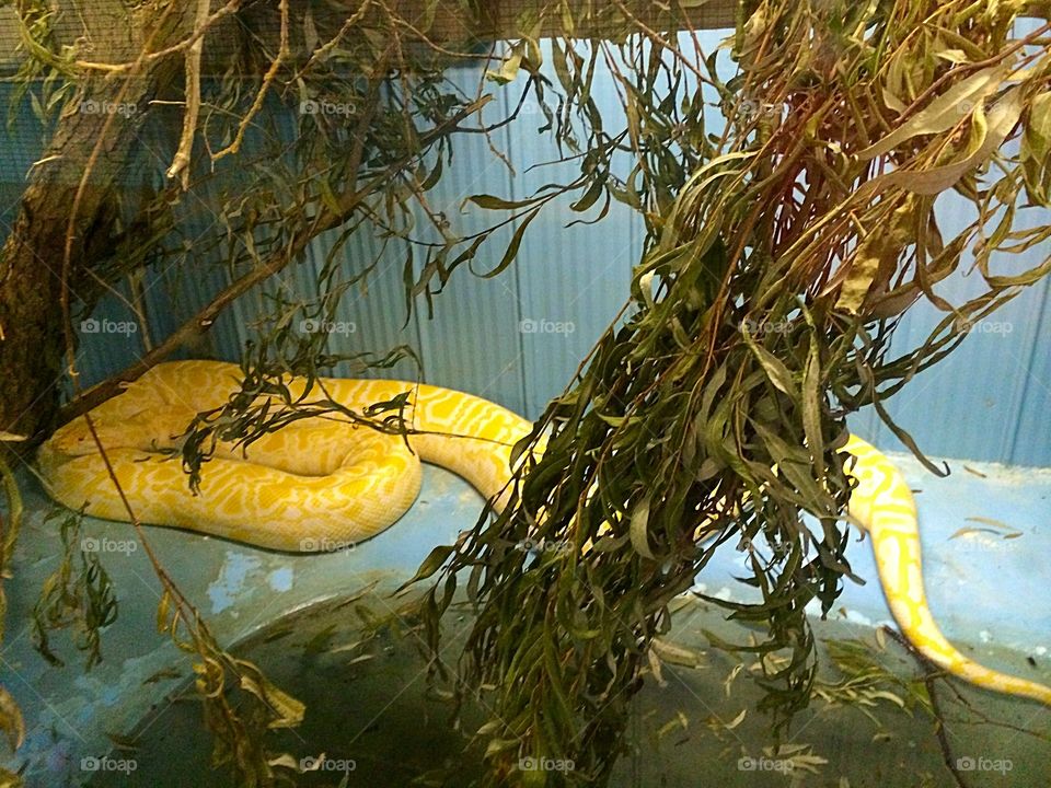 Albino python 