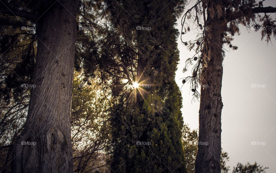 Tree, Wood, Nature, No Person, Bark