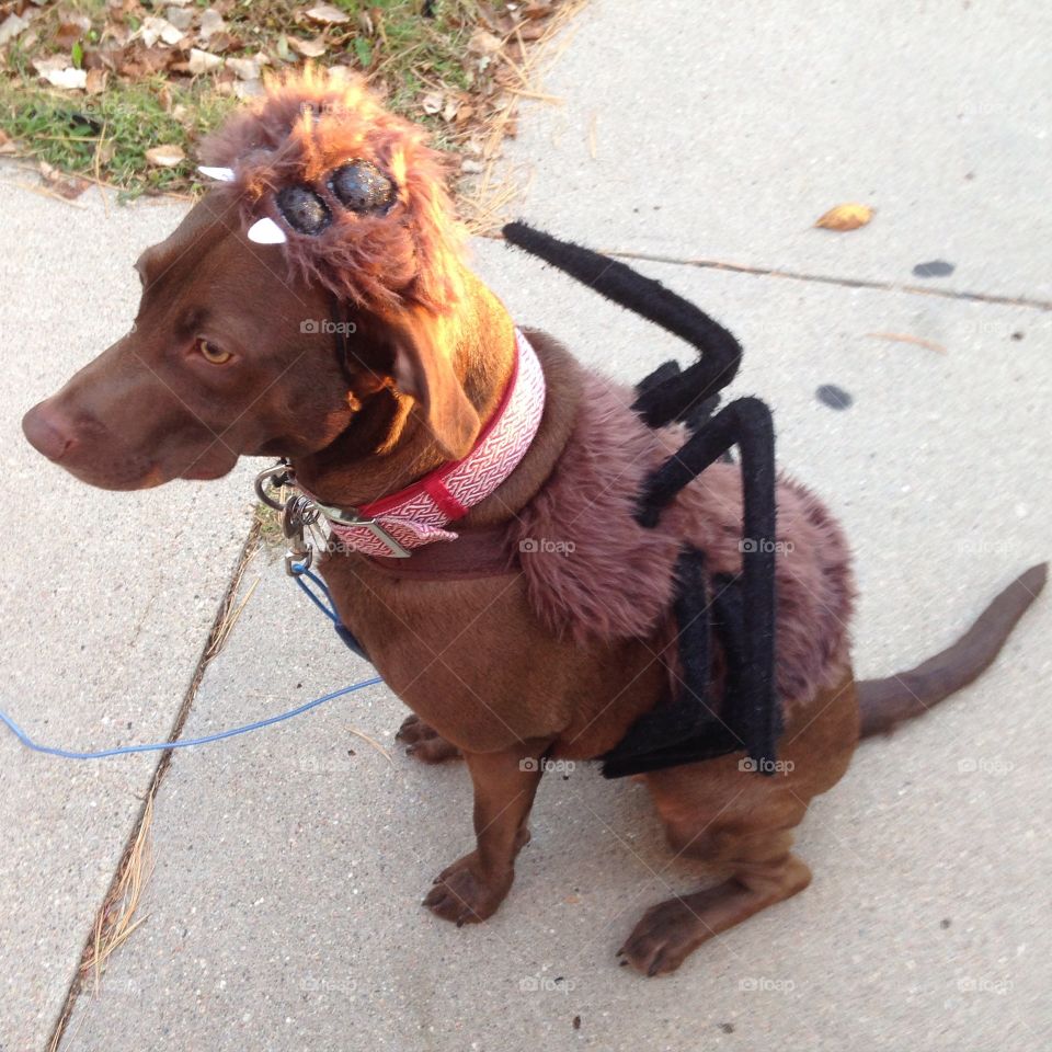 Halloween - Spider Dog. My dog, Haley Jade, dressed up as a spider for Halloween! I think it was a cute costume 