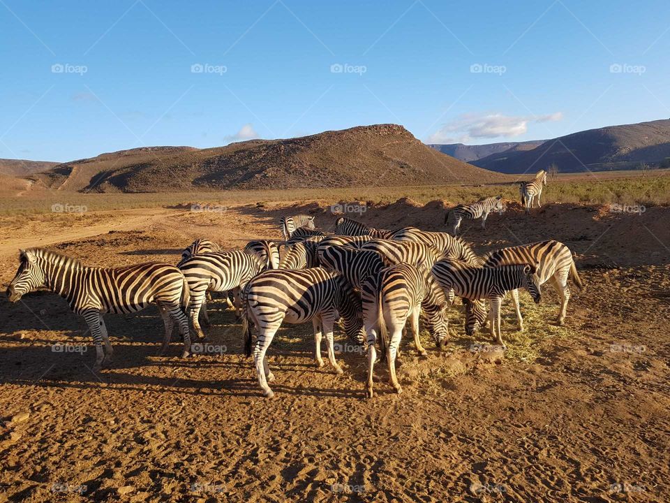 zebra herd eating south africa safari