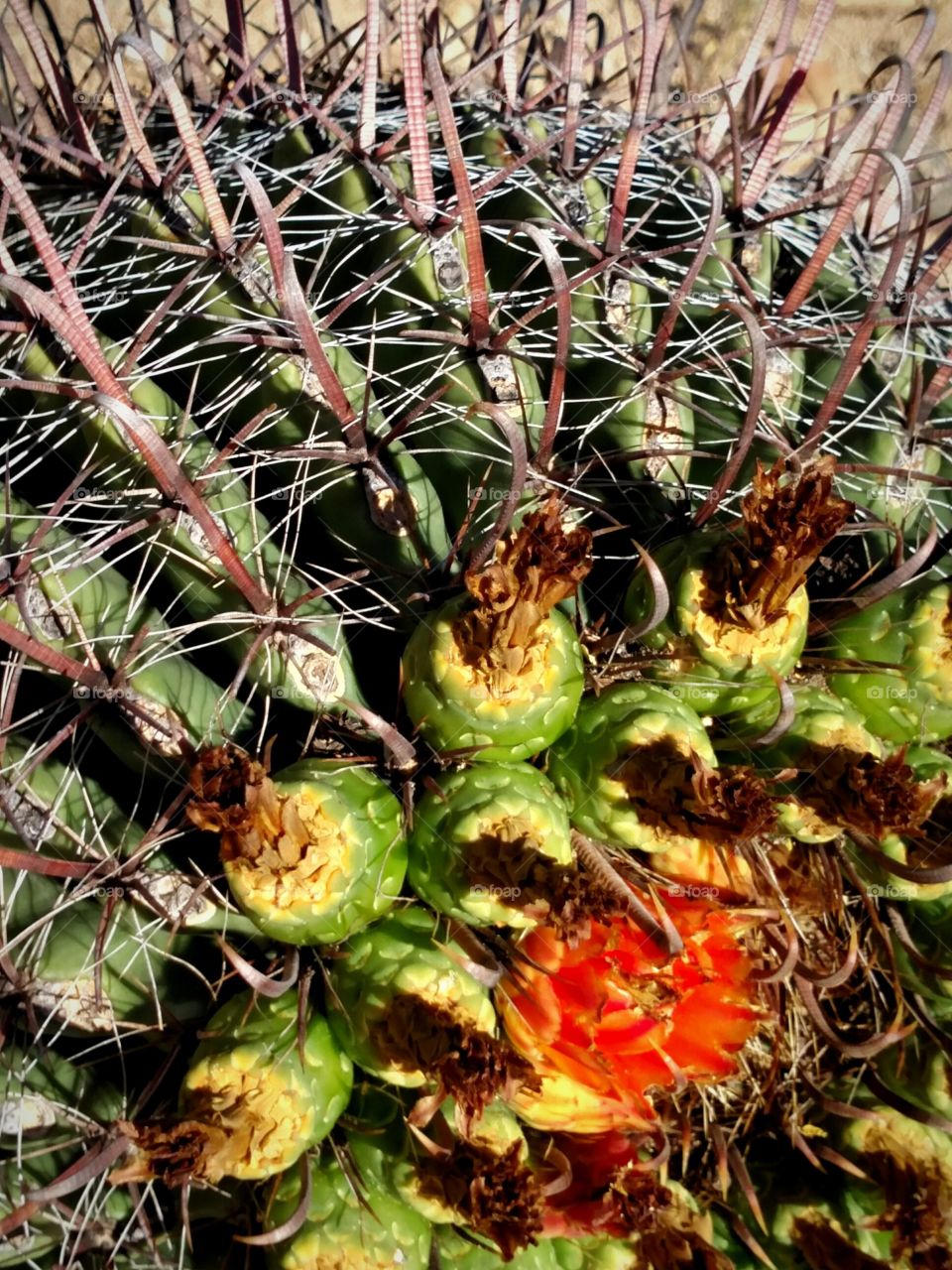 cactus beauty