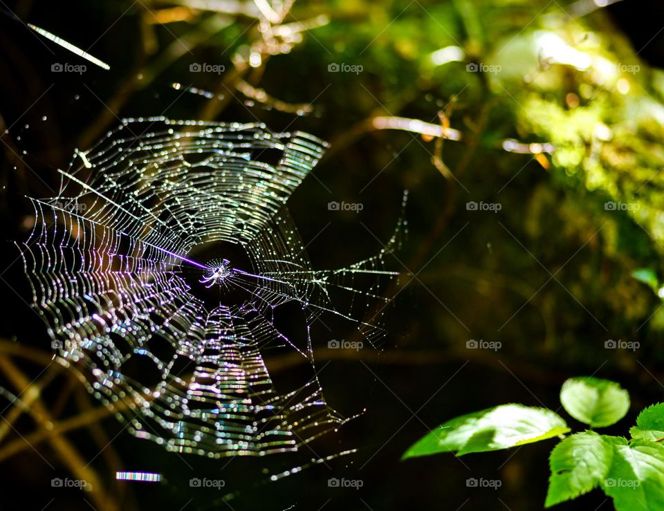 Spiderweb with spider in nature
