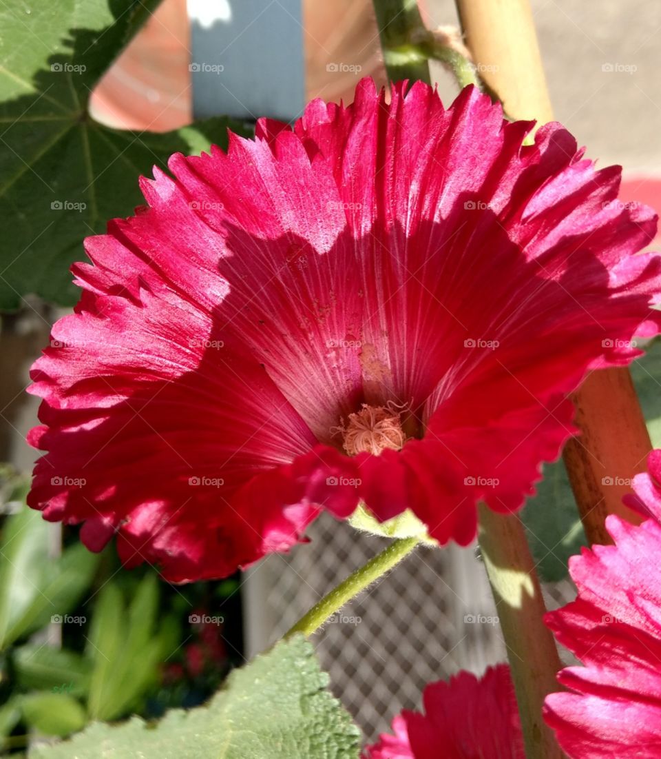 A bloom of red Hollyhock, very bright and beautiful for close-up. lovely and vital.