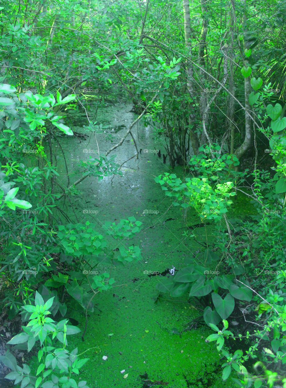 GREEN SWAMP 