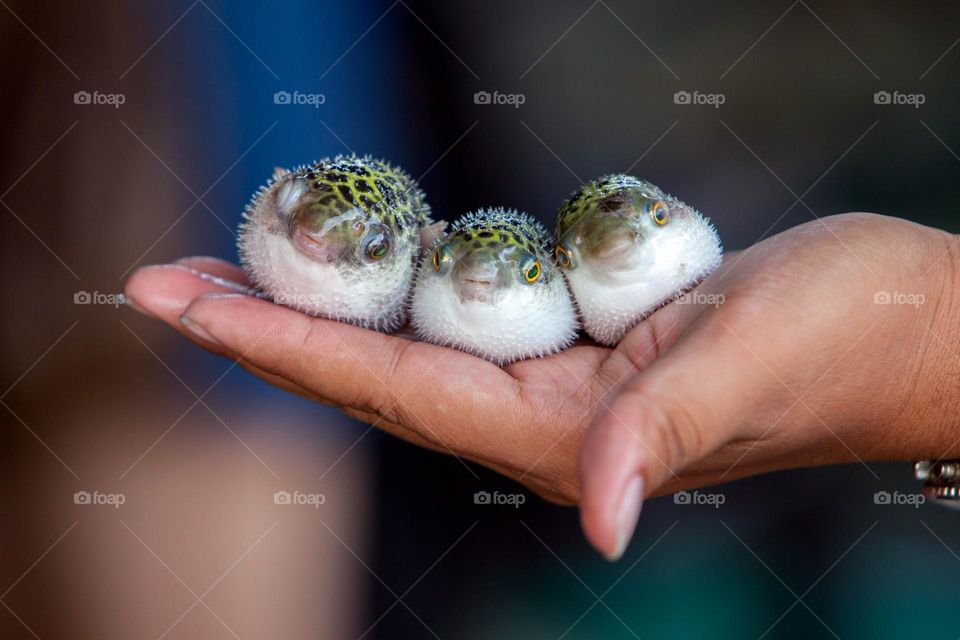 pufferfish, blowfish