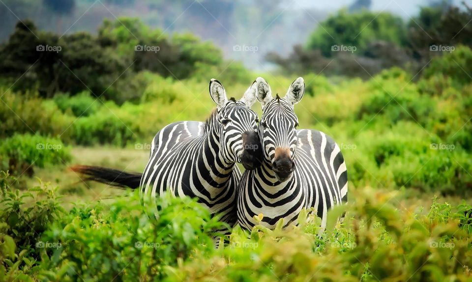 Great shot of two beautiful Zebras.  All proceeds go towards the conservation of endangered species.