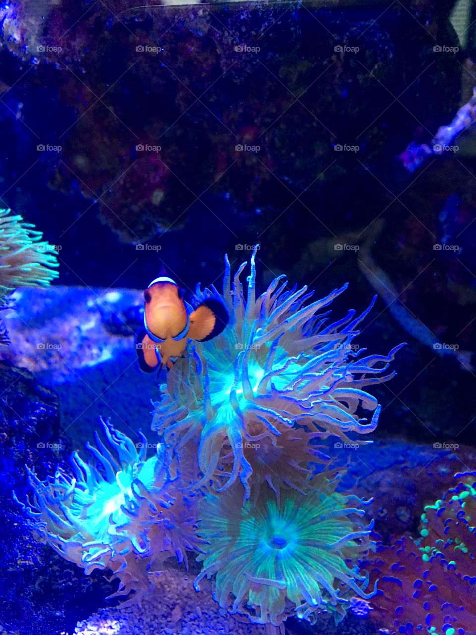 Cute clown fish 